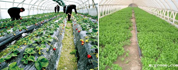 米兰app体育官方入口下载安装电伴热带保温技术应用于西安大棚蔬菜管道防冻(图1)